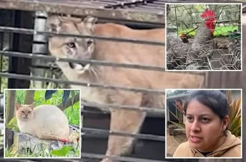 Sư tử núi mắc bẫy trong sân sau gia đình ở Fallbrook sau khi tấn công chuồng gà